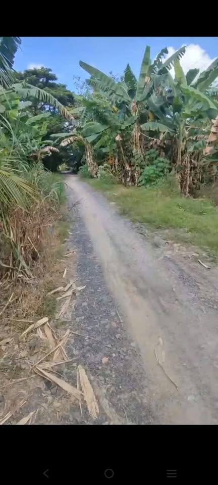 Bán đất mặt tiền đường đá 38mx110m, thị trấn Lai Vung, Đồng Tháp