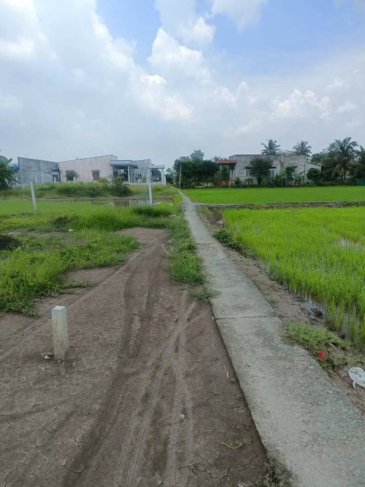 Bán đất thổ cư và lúa tại Tân Lân, Long An, đường xe Honda, giá 1.35 tỷ
