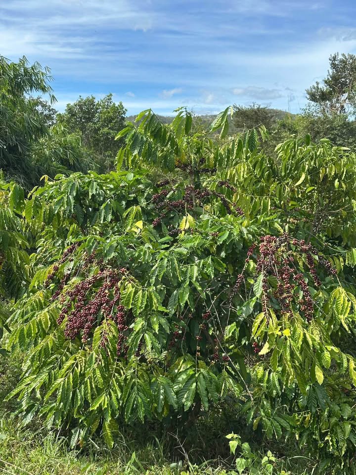 Đất Vàng Kon Tum 1.4ha cà phê thơm lừng, giáp suối, đường ô tô tới tận nơi