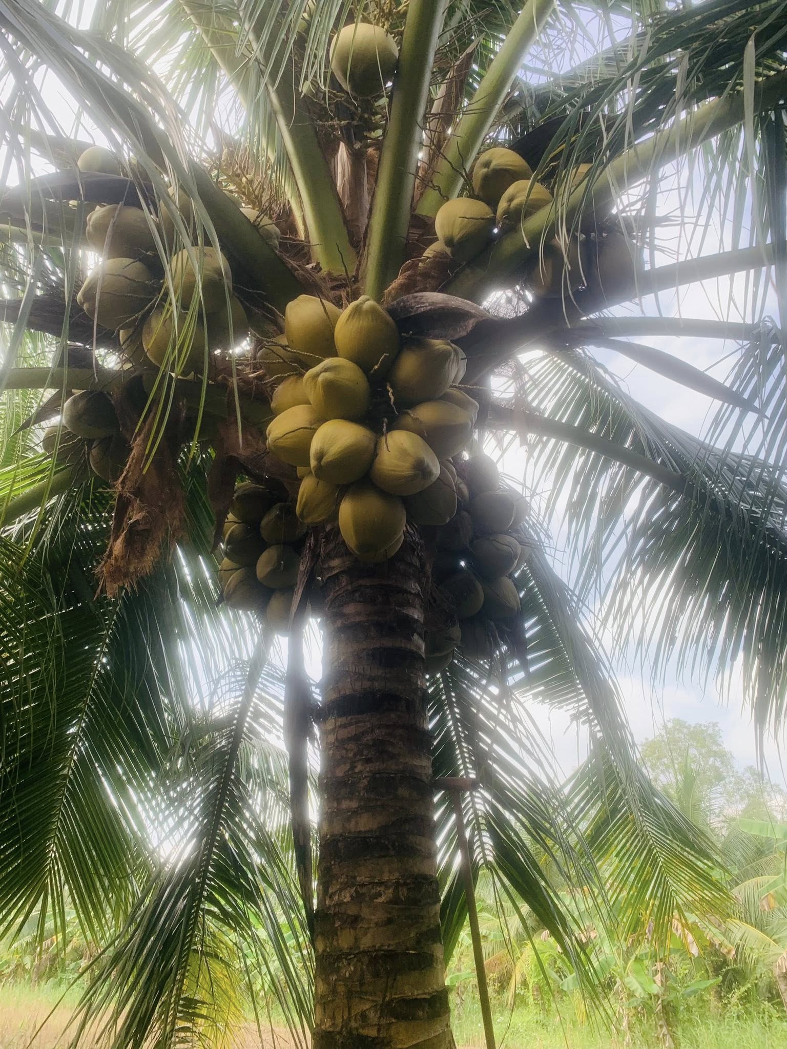 Bán đất vườn 3100m2 tặng nhà tại xã Tân Mỹ, Ba Tri, Bến Tre