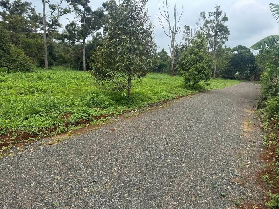 Lô đất 500m2 Nguyễn Xuân Nguyên, Tân An, cơ hội vàng không thể bỏ lỡ