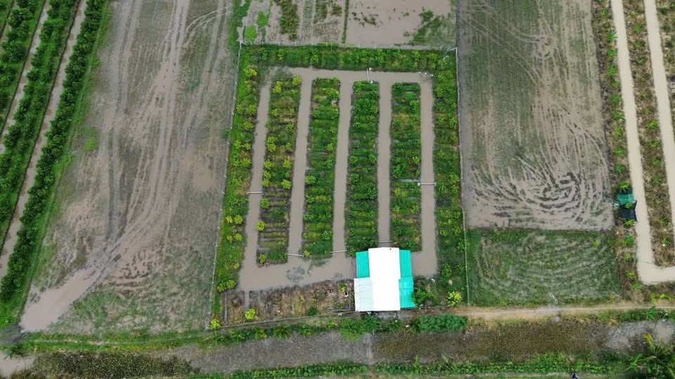 Bán 2000m2 đất trồng cây lâu năm mặt tiền 40m, Vĩnh Long