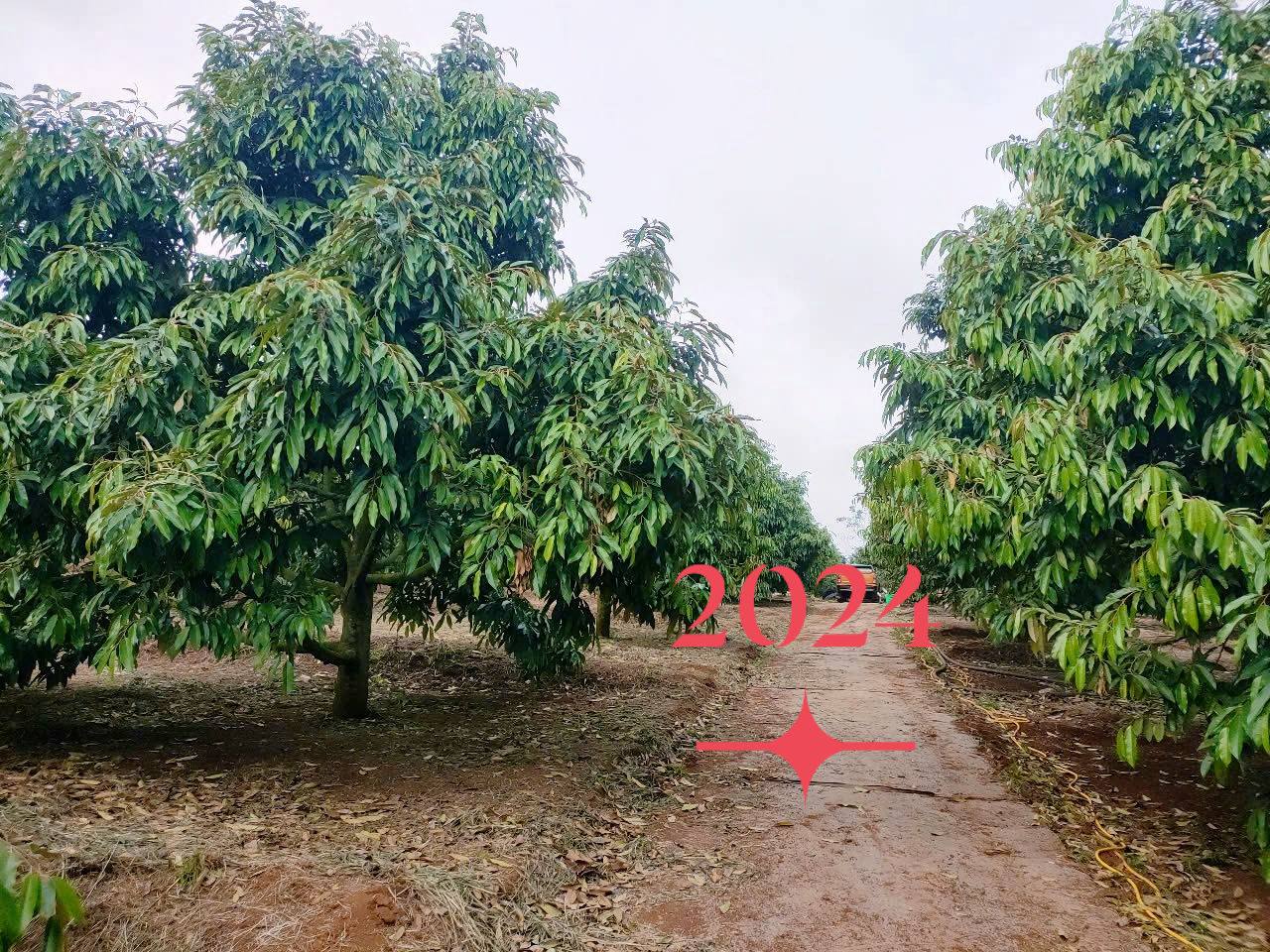 Bán rẫy 2,1 ha Đắk Lắk, sầu riêng trĩu quả, giá 11 tỷ