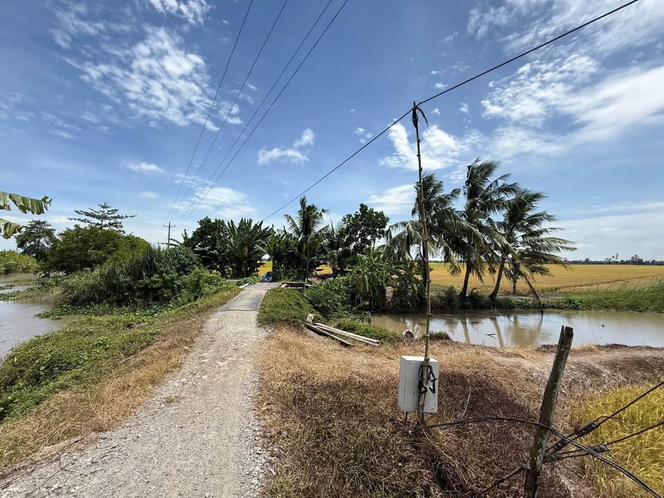 Bán 7 công đất ruộng tại Thoại Sơn, An Giang, có sổ hồng