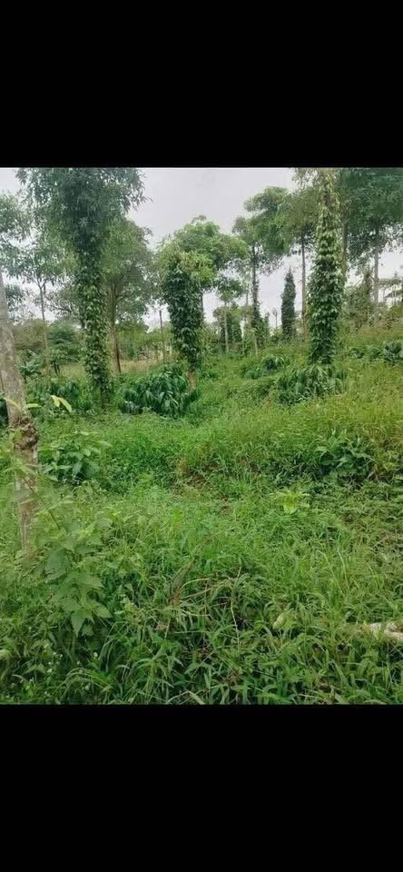 Điền trang Hòa Xuân, Đắk Lắk: Ba sào đất, suối thơ mộng, giá bất ngờ