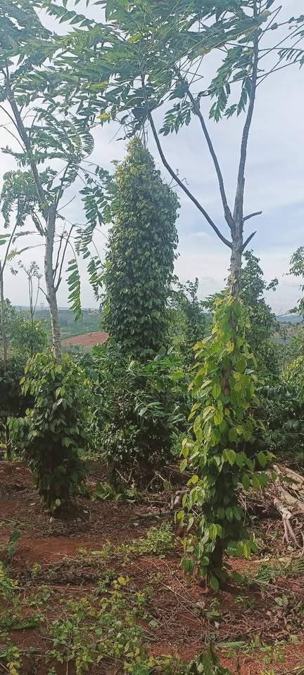 Cơ hội sở hữu ngay 3.5 sào đất cà phê và tiêu tại thôn 7, Đắk Ha, Đắk Nông