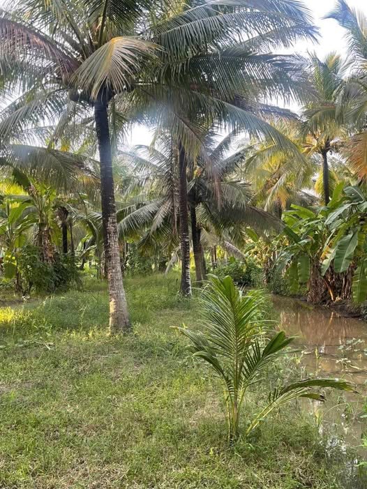 Bán đất 1500m2 sổ thể hiện đường đi tại Tân Thành Bình, Bến Tre