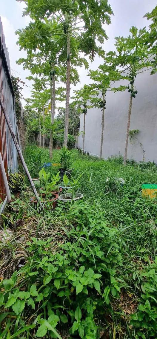 Bán đất sổ riêng 70m2 hẻm 12 Bắc Sơn, Phước Thắng, Vũng Tàu