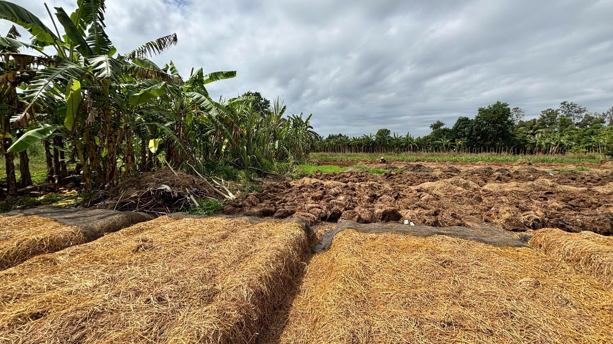 Đất Cần Thơ, 699 triệu, 5x31m, sổ hồng sẵn sàng, đường nhựa sắp làm