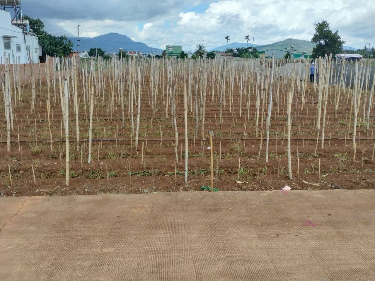 Bán nhanh lô đất 10x100m, 130m2 thổ cư, gần Hồ Nam Sơn, Đà Lạt