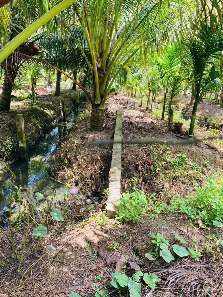 Bán đất vườn tại Thành Triệu, Bến Tre, diện tích 1000m², ngang 10m