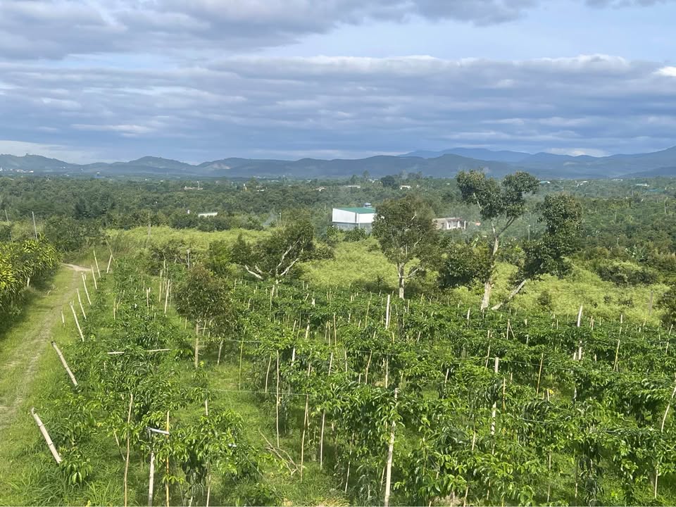 Bán đất vườn 3348m2 tại Dĩ An, Bình Dương, full thổ cư, trên đất có nhiều cây đang cho thu hoạch