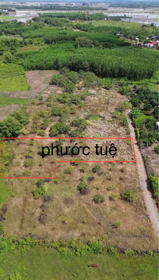 Đất xịn sò Phú Hòa, Đồng Nai 1000m² thoải mái, xe hơi lượn lờ
