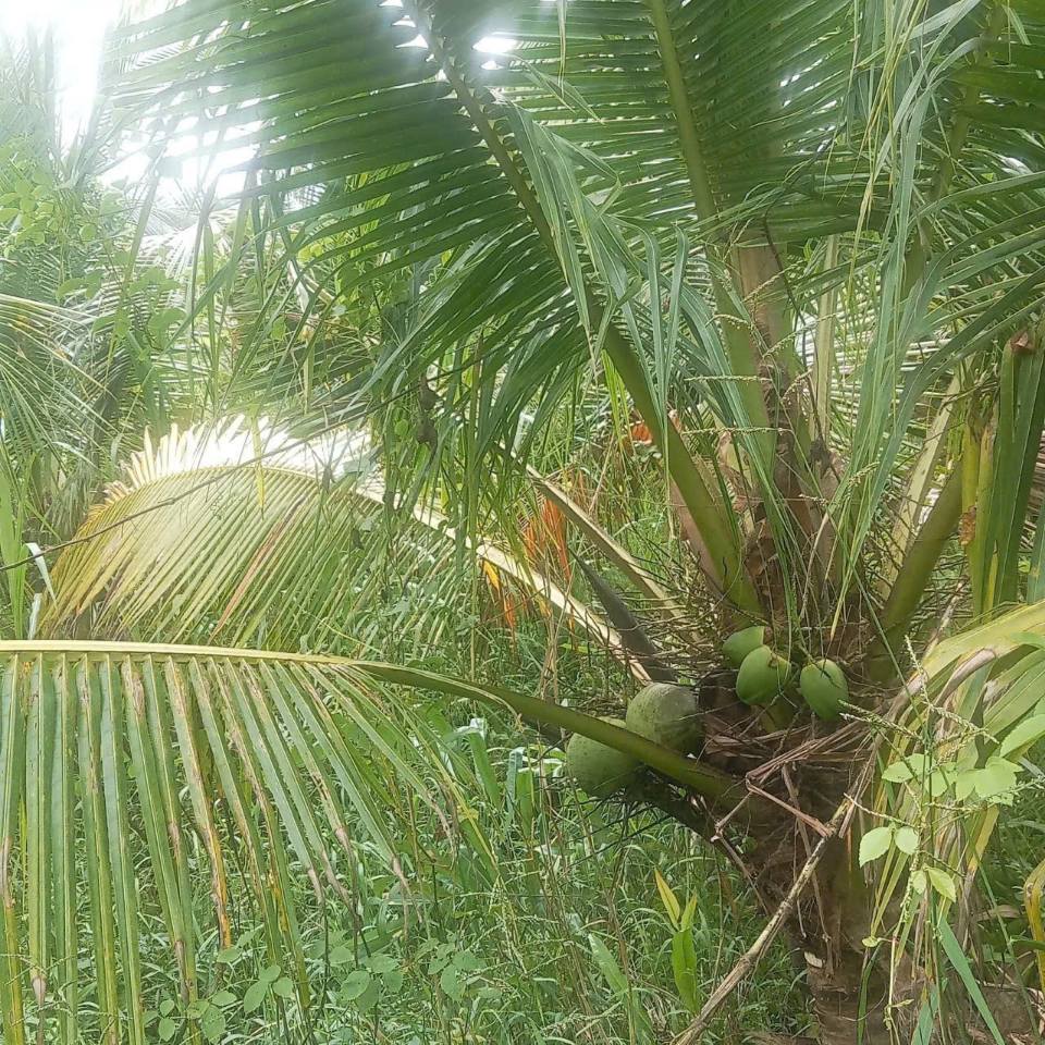 Mênh mông vườn dừa khô tại xã Châu Bình, Giồng Trôm, Bến Tre