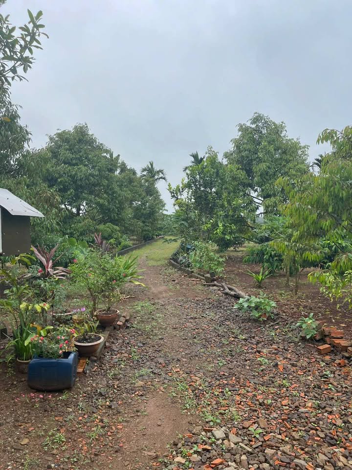 Đất rẫy Krong Ana sầu riêng, cà phê, cau, điện nước đầy đủ, giá tốt