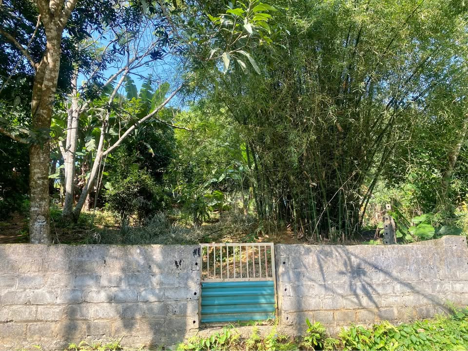 Đất Tân Hòa, Hòa Bình, mặt tiền 11m, xây nhà vườn tuyệt đẹp