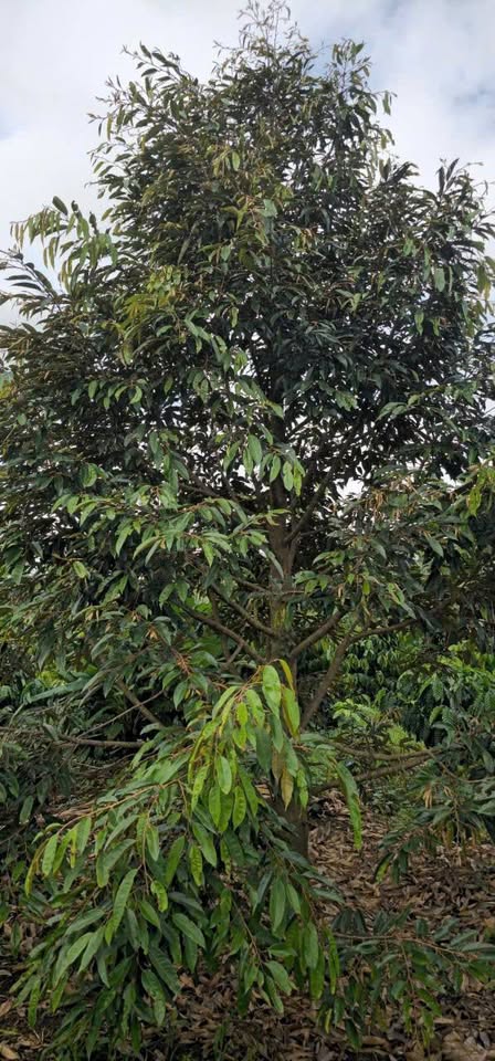 Bán 1.6ha đất đỏ cà phê đang thu hoạch, giá hấp dẫn tại Cư M'gar