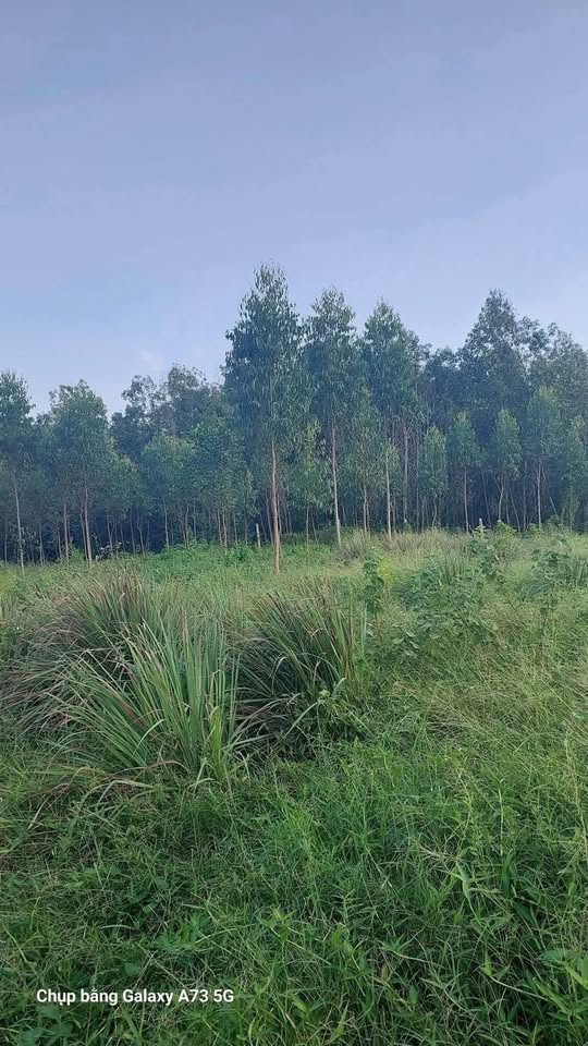 Bán gấp 5ha đất rừng tại Bình Nghi, Tây Sơn