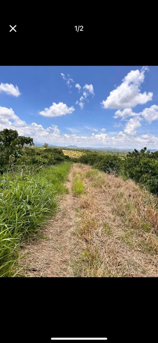 Đất xịn 1000m2 Tân Văn, Lâm Hà sổ sẵn, giá hời