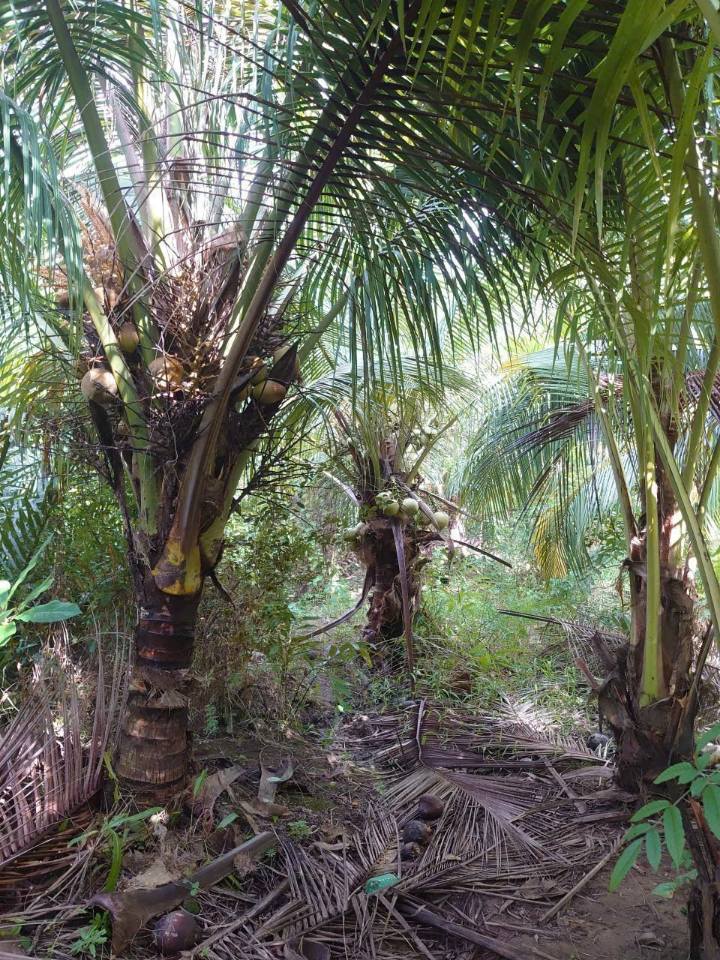 Bán đất view sông tại Giồng Trôm, Lương Hòa, Bến Tre, có vườn dừa trĩu quả