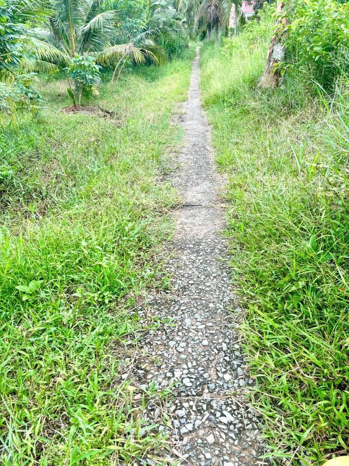 Bán đất full thổ cư Mỏ Cày Nam, đường đan xe máy, giá chỉ 550 triệu, đầu tư đỉnh của chóp