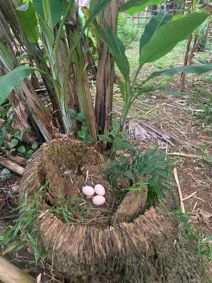 Bán gấp 6000m2 đất vườn Vĩnh Hoà, Bến Tre nhà xưởng, ao cá, cây ăn trái trĩu quả, giá sốc 3,95 tỷ