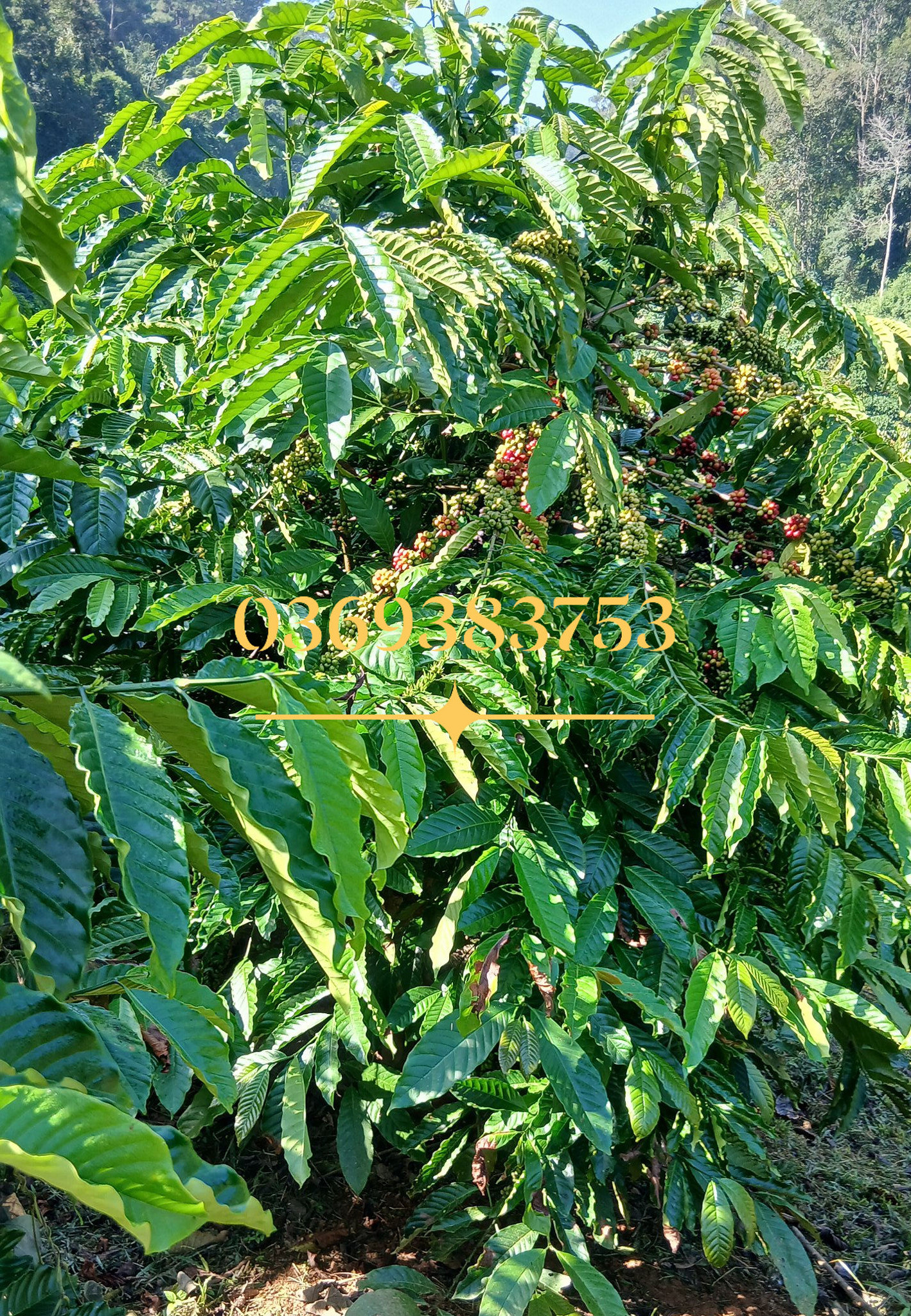 Bán mảnh đất triền đồi 2.5ha ở Di Linh, Lâm Đồng, giá chỉ 4.2 tỷ