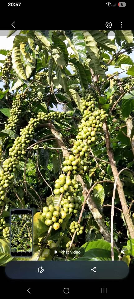 Bán đất rẫy 5.6ha tại Gia Nghĩa, Đắk Nông, có sẵn cafe, tiêu, giá hấp dẫn