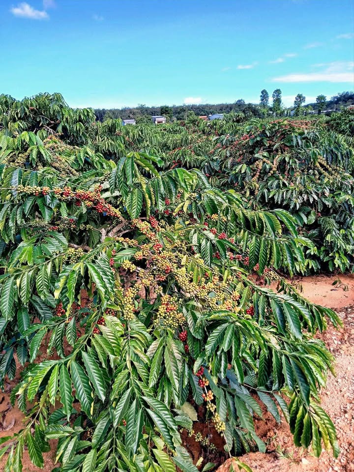 Đất vườn Đắk Mil, Đắk Nông - Thu nhập ổn định, đầy đủ tiện nghi, giá chỉ 2 tỷ