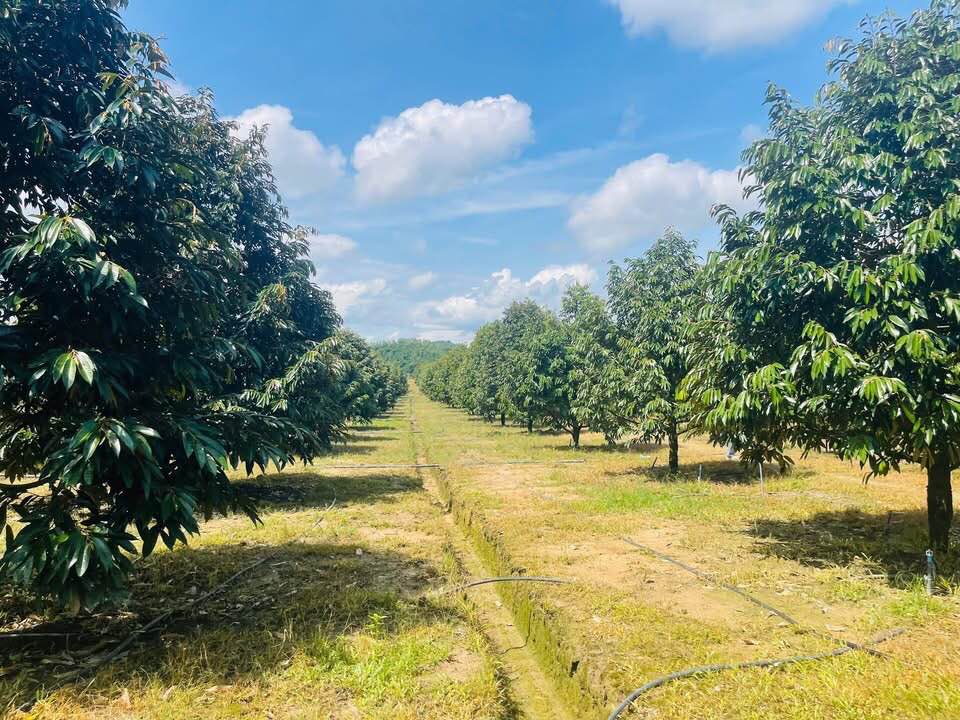 Bán vườn sầu riêng 6,4 ha tại Đạ Tẻh, Lâm Đồng, giá 18 tỷ