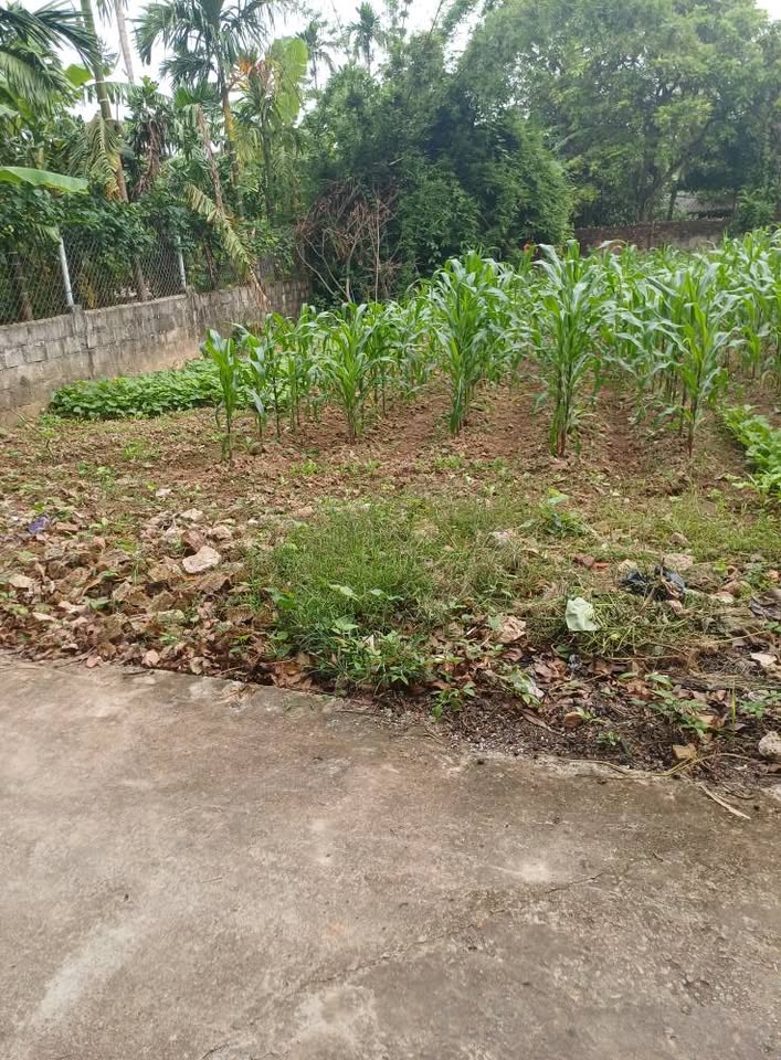 Tìm kiếm một mảnh đất "xanh mướt" với vườn ngô trổ bông, nơi tiếng gà gáy sớm mai và hàng xóm thân thiện