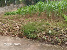 Tìm kiếm một mảnh đất "xanh mướt" với vườn ngô trổ bông, nơi tiếng gà gáy sớm mai và hàng xóm thân thiện