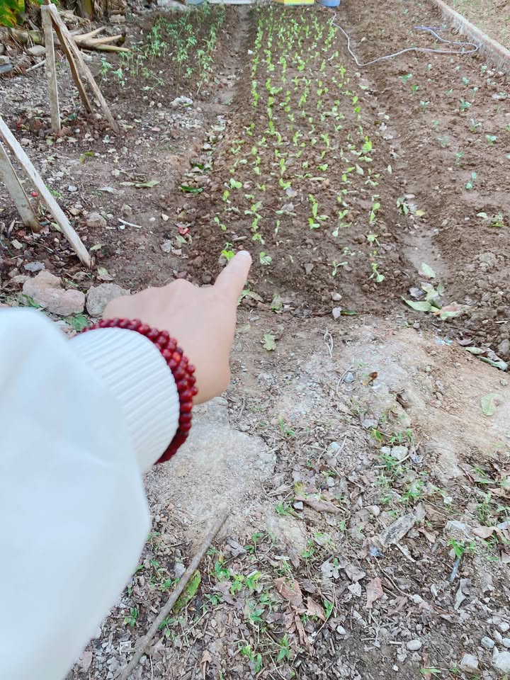 Đất đẹp Tân Trại, Nội Bài, gần sân bay, giá tốt