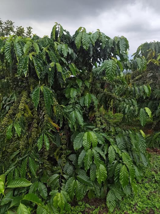 Bán đất nông nghiệp tại Đức Trọng, Lâm Đồng, sổ đỏ đầy đủ