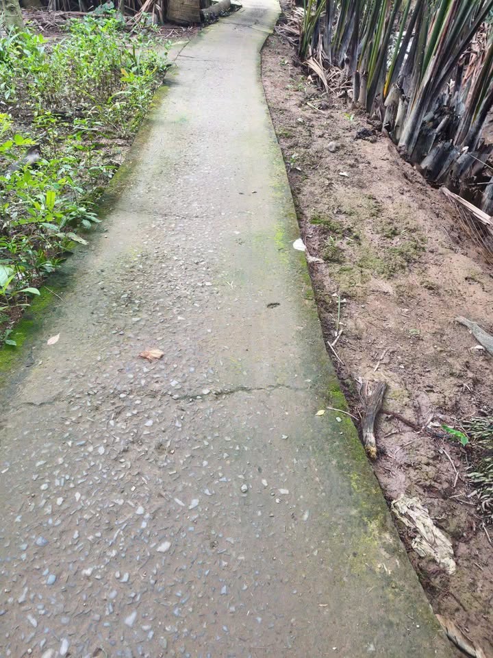 Đất vườn dừa Bến Tre 2 công tách thửa, giá hời 350 triệu/ công