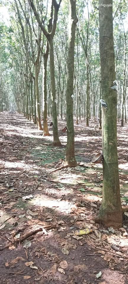 10ha đất vàng Thuận Phú, đẹp nhất, rẻ nhất khu vực, sát đường liên tỉnh