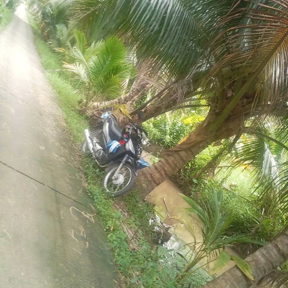 Bán đất vườn dừa khô Châu Bình, Giồng Trôm, Bến Tre - Giá tốt