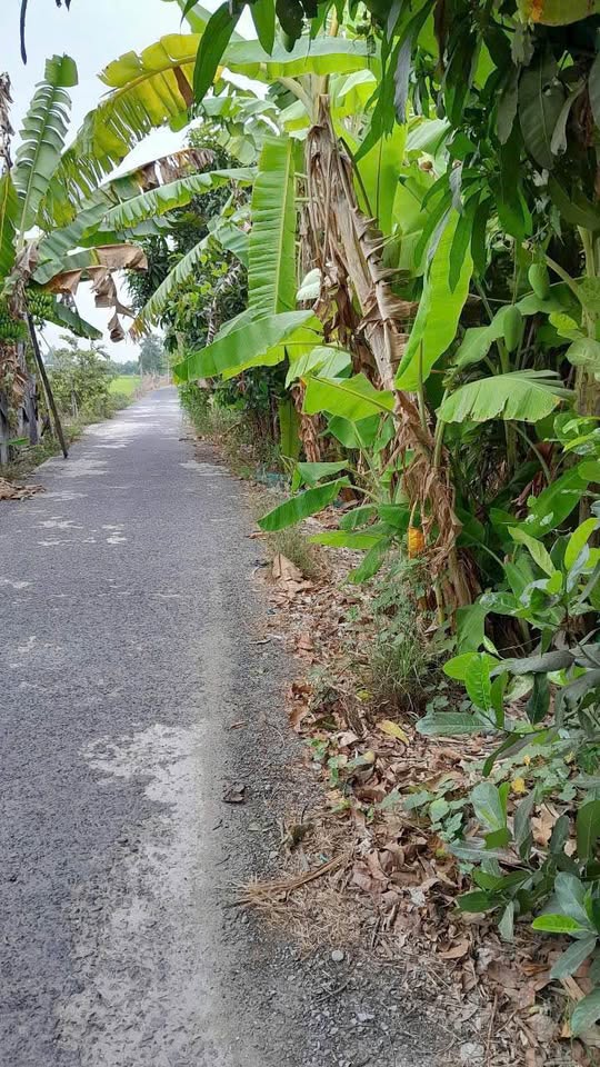 Bán đất vàng 6500m2 ruộng Gáo Giồng, mặt tiền 77m, giá 1.28 tỷ