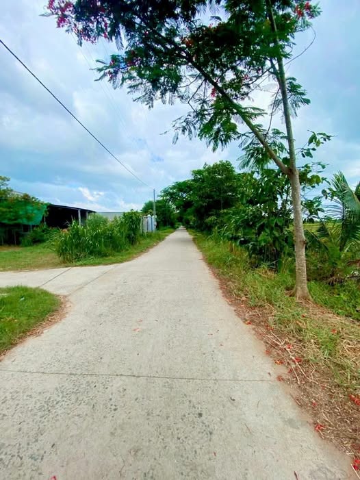 Đất vườn xinh xắn tại Ba Tri, Bến Tre, hơn 1,1 công, mặt tiền rộng, sẵn sàng đón bạn