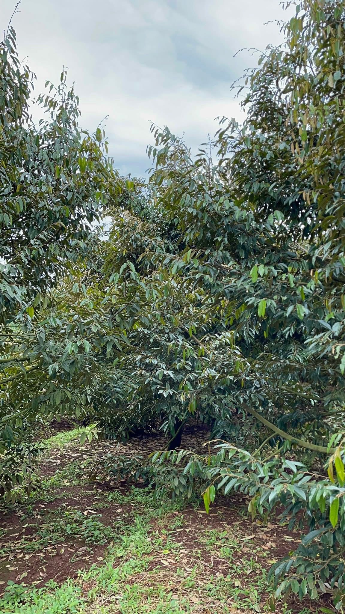 Bán gấp 2,43 ha sầu riêng trĩu quả, view triệu đô, thu nhập ổn định