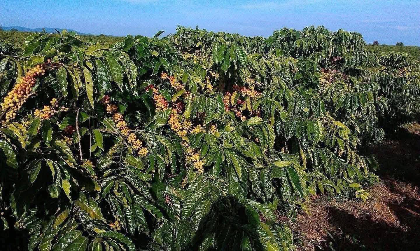 Bán đất Nông Nghiệp 2,1ha Đắk Lắk, giá hời, tiềm năng sinh lời cao