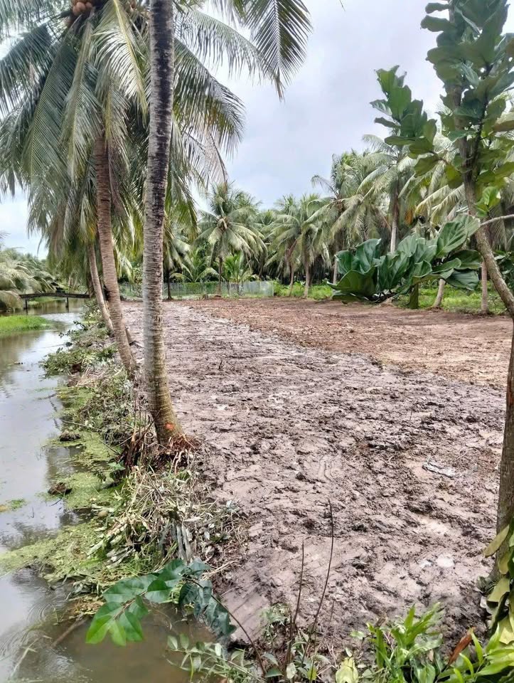 Đất mặt tiền K20 Bến Tre, ngang 60m, 1,3 tỷ, sát chợ Bình Đông