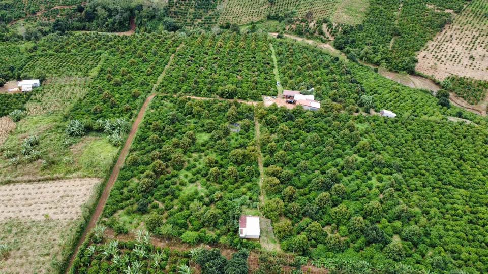 Sở hữu ngay 5.1ha đất Gia Lai, 5000 cây cà phê, 400 cây sầu riêng kinh doanh, giá chỉ 17 tỷ