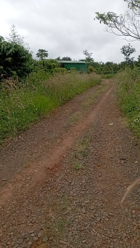 Đất vàng Đắk Nông 3,4 ha cà phê phun, mặt tiền khủng, giá hời