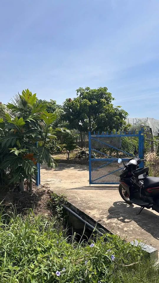 Bán đất vườn táo 1 sào tại Phan Rang, Ninh Thuận tiềm năng đầu tư