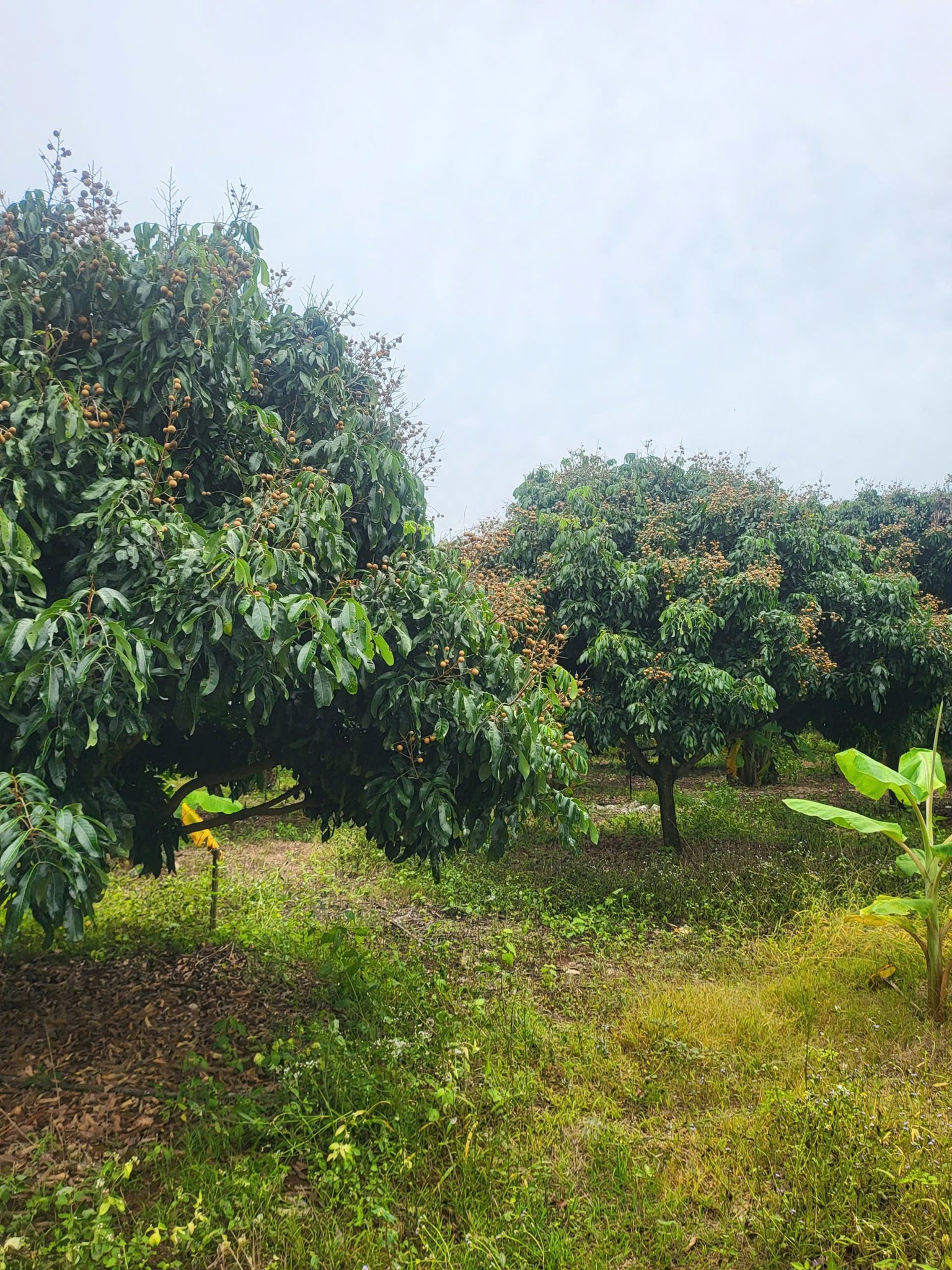 Đất vàng La Ngà, Đồng Nai 1,970m2, sẵn 223m2 thổ cư, giá chỉ 1,7 tỷ