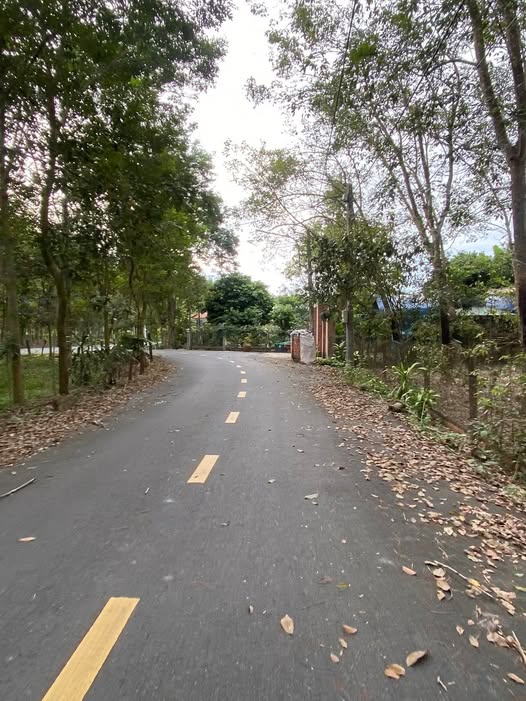 Đất nền Lai Uyên, sốt sình sịch F0, giá rẻ như cho, dân đông, vị trí đắc địa