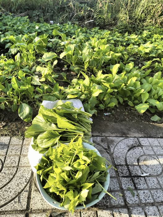 Cơ hội sở hữu ngay 2 lô đất mặt tiền đắc địa tại Hương Lộ 2, nay thuộc Phường Tam Long