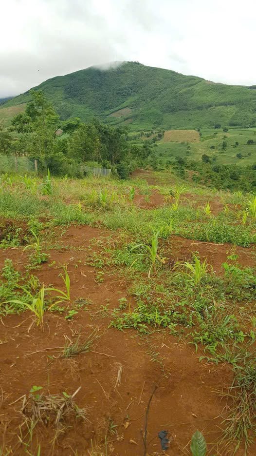 Đất đỏ bazan Dak Lak 3.8 sào thực tế 4.5 sào, giá 250 cành khoá sổ