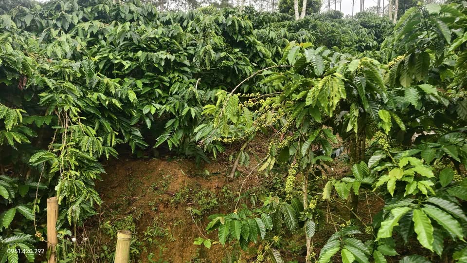 Vườn 2,2 ha view triệu đô, thu nhập khủng, chốt nhanh trong 2 ngày